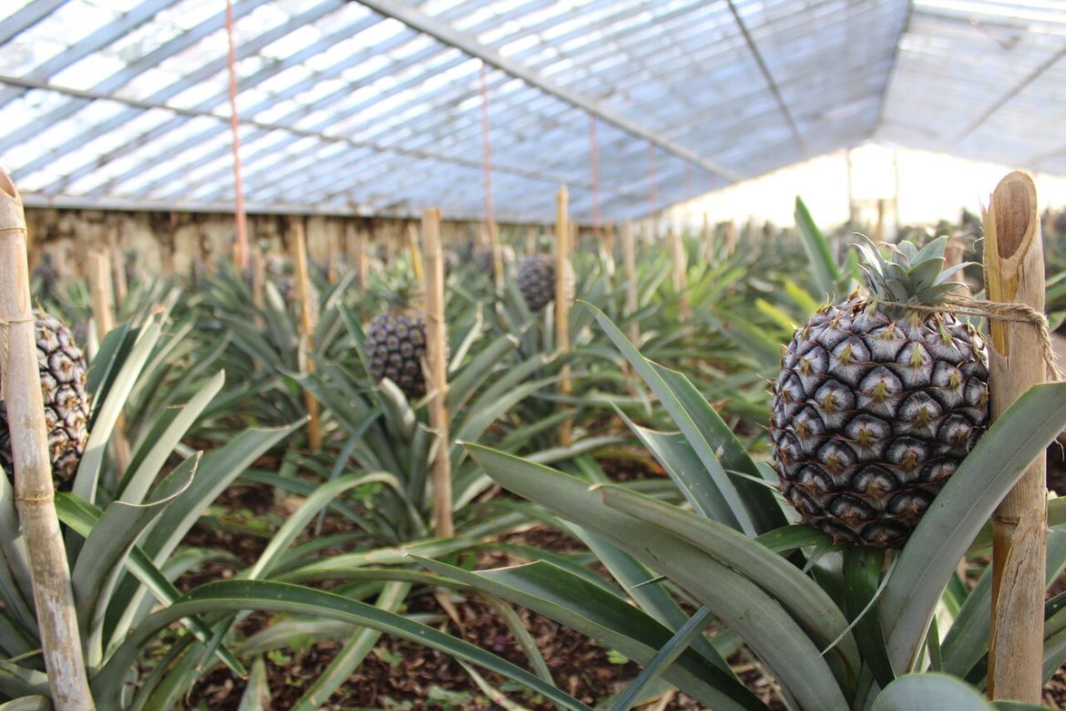 Plantacja ananasów Azory