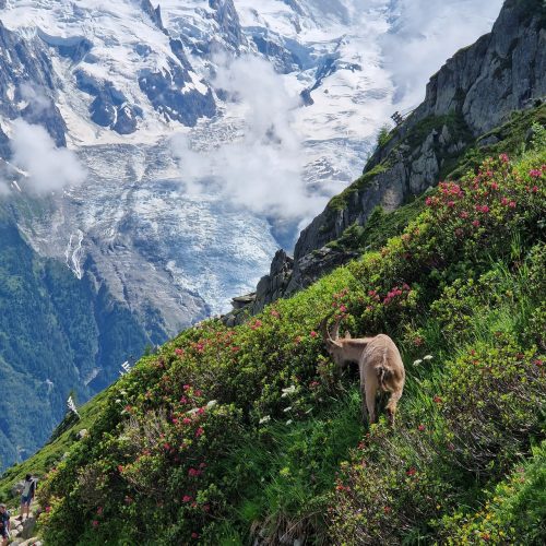 Francja: Najpiękniejsze miejsca w Dolinie Chamonix 2027